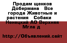 Продам щенков Добермана - Все города Животные и растения » Собаки   . Ненецкий АО,Верхняя Мгла д.